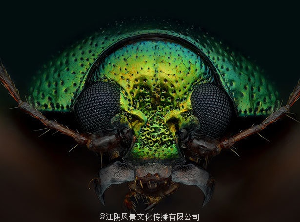 AlHabshi 的高清昆虫微距摄影